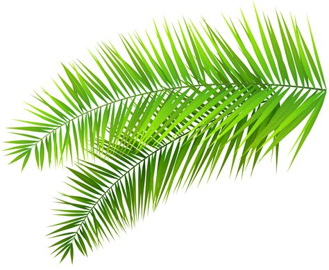 frond photo|palm frond clip art.